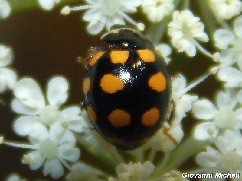 Coccinula quatuordecimpustulata
